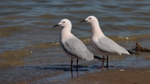 slender-billed gulls