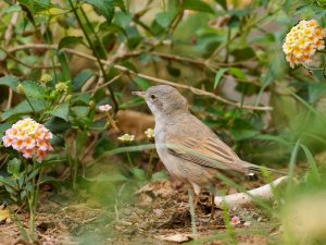 Whitethroat