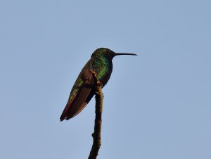 Black-throated Mango