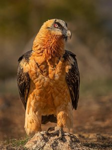 Bearded Vulture - Lammergeier