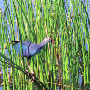 Gray-Headed Swamphen