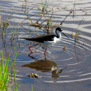 Black-Necked Stilt