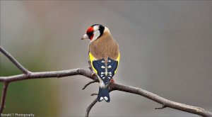 Goldfinch