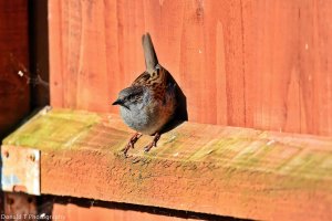 Dunnock