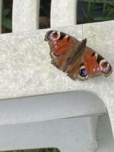 Peacock Butterfly