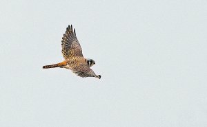 American Kestrel, Female