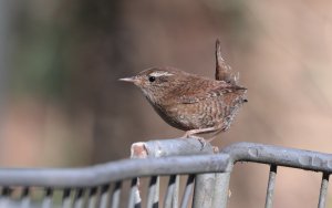 Wren