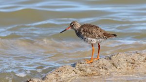 common redshank