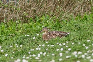 Female Mallard.jpg