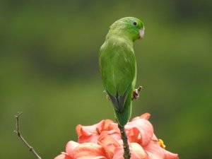 Spectacled Parrotlet.JPG