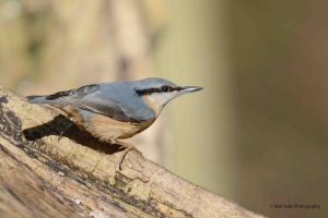 Nuthatch 3177.jpg