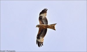 Red Kite