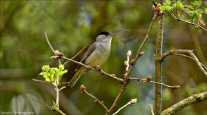 Blackcap  ( Male )