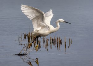 Little Egret