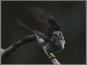 Asian Brown Flycatcher