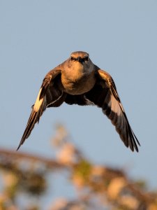 Northern mockingbird