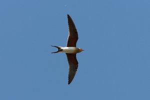 collared pratincole