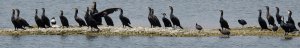 Great Cormorants with Eurasian Coots and Northern Shoveller