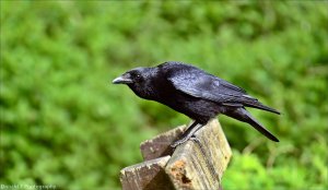 Carrion Crow.