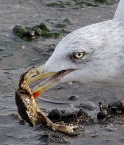 Gull 2.jpg