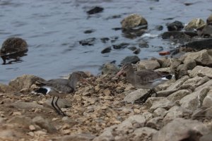 Black-tailed Godwits