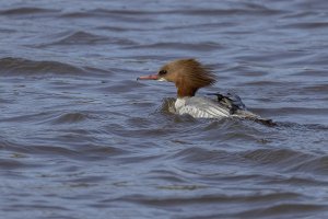 Goosander female