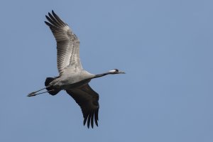 Common Crane