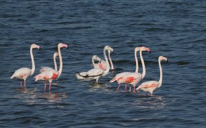 Greater Flamingo