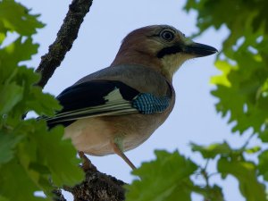 Eurasian Jay