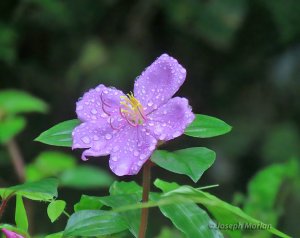 Spanish Shawl (Heterotis rotundifolia)