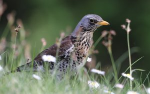 Fieldfare