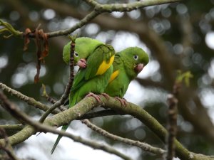 Yellow-chevroned Parakeet pair