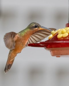 Rufous-breasted Hermit