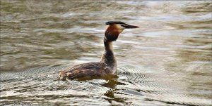 Great Crested Grebe.