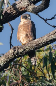 Australian Hobby.( Juv )