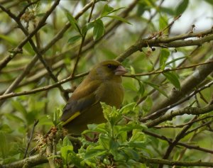 Greenfinch.JPG