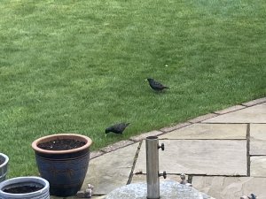 Starlings