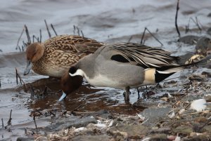 A pair of Pintails