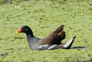 Eurasian Moorhen