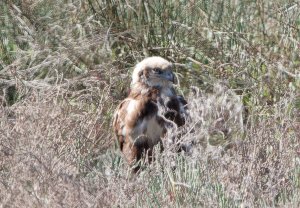 Marsh harrier