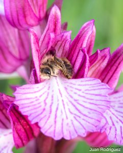 Anacamptis papilionacea with bee