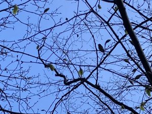 Robin On The Tree