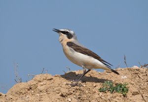 Northern Wheatear