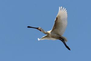 spoonbill