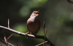 Wren