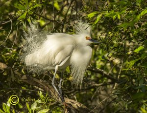 Snowy Egret