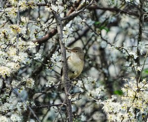 Reed Warbler