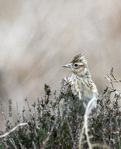 SKYLARK