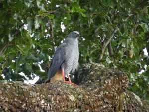 Crane Hawk