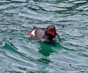 Pigeon Guillemot